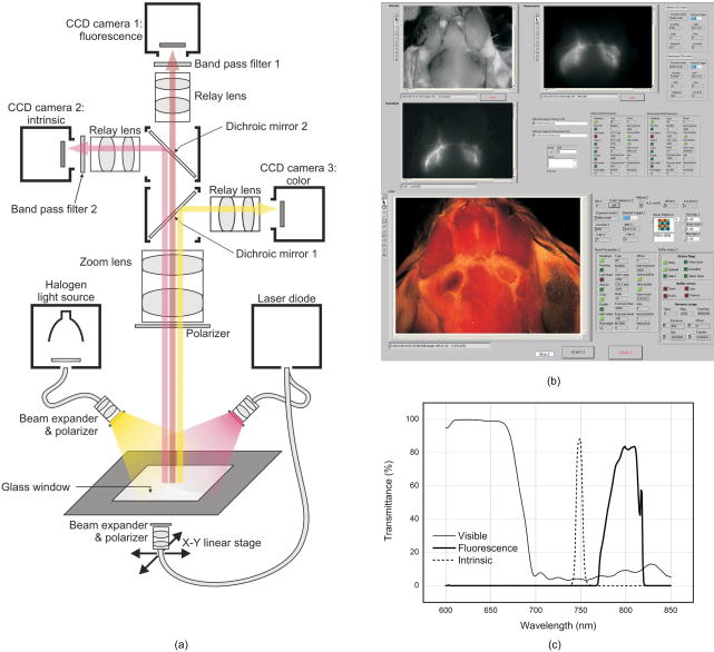 ccd camera fluorescence imaging